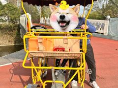 -上海长兴岛郊野公园