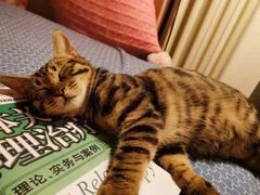 -纳吉亚猫专科动物诊疗中心(蒋宅口分院)