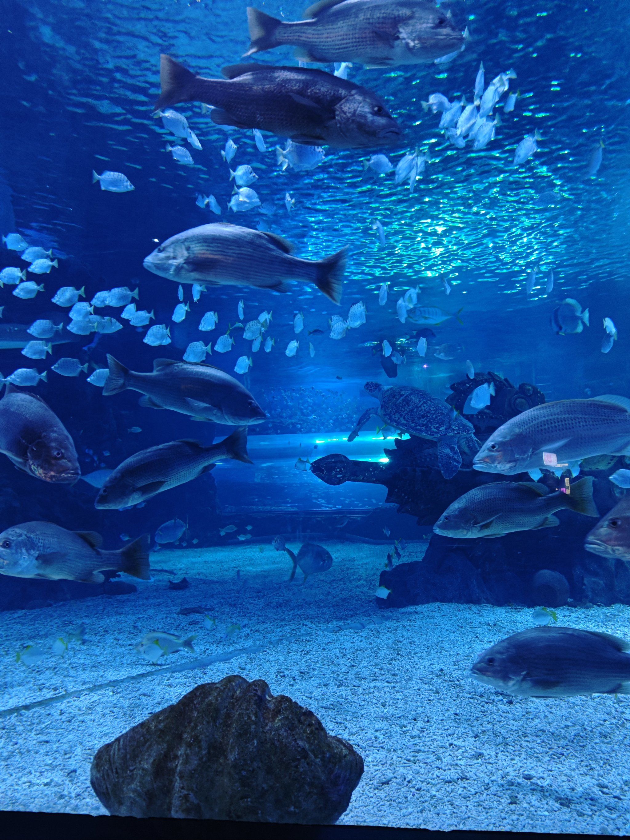 海洋馆治愈自己的童年