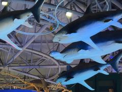 -烟台海昌鲸鲨海洋公园