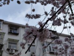 -桃花堤公园