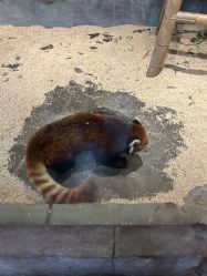 点击看大图 -Zoolung Zoolung动物主题公园(海信广场店)