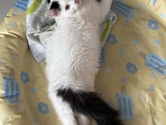 -宠颐生宠物医院·异宠猫科内科·诊疗中心宠巢店