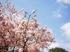 -顾村公园