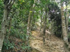 -梧桐山风景名胜区