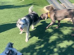 -爪吧宠物乐园 (温榆河示范区店)