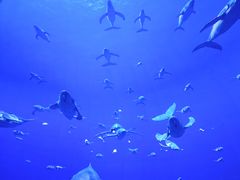 -海合安武汉极地海洋公园