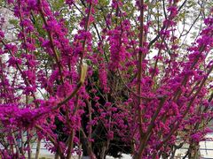 -高东镇樱花园