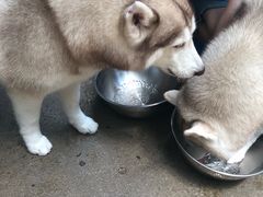 -TrueLove @ Neverland (Husky Cafe)