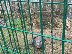 -中国扬子鳄村
