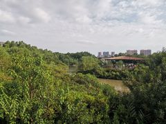 -大亚湾红树林城市湿地公园