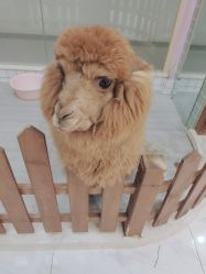 -Moni星球萌宠·小马宝莉·灵蛇·高端高阶全萌宠互动体验俱乐部(红豆国际广场店)