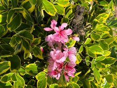 -南汇桃花村