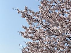 -高东镇樱花园