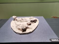 -遇见博物馆(遇见海洋沉浸式奇幻光影展)