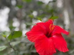 -上海辰山植物园