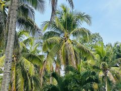 -中国科学院西双版纳热带植物园