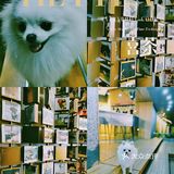 🥤听说喜茶又出新品，我请你喝～