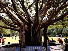 -深圳仙湖植物园