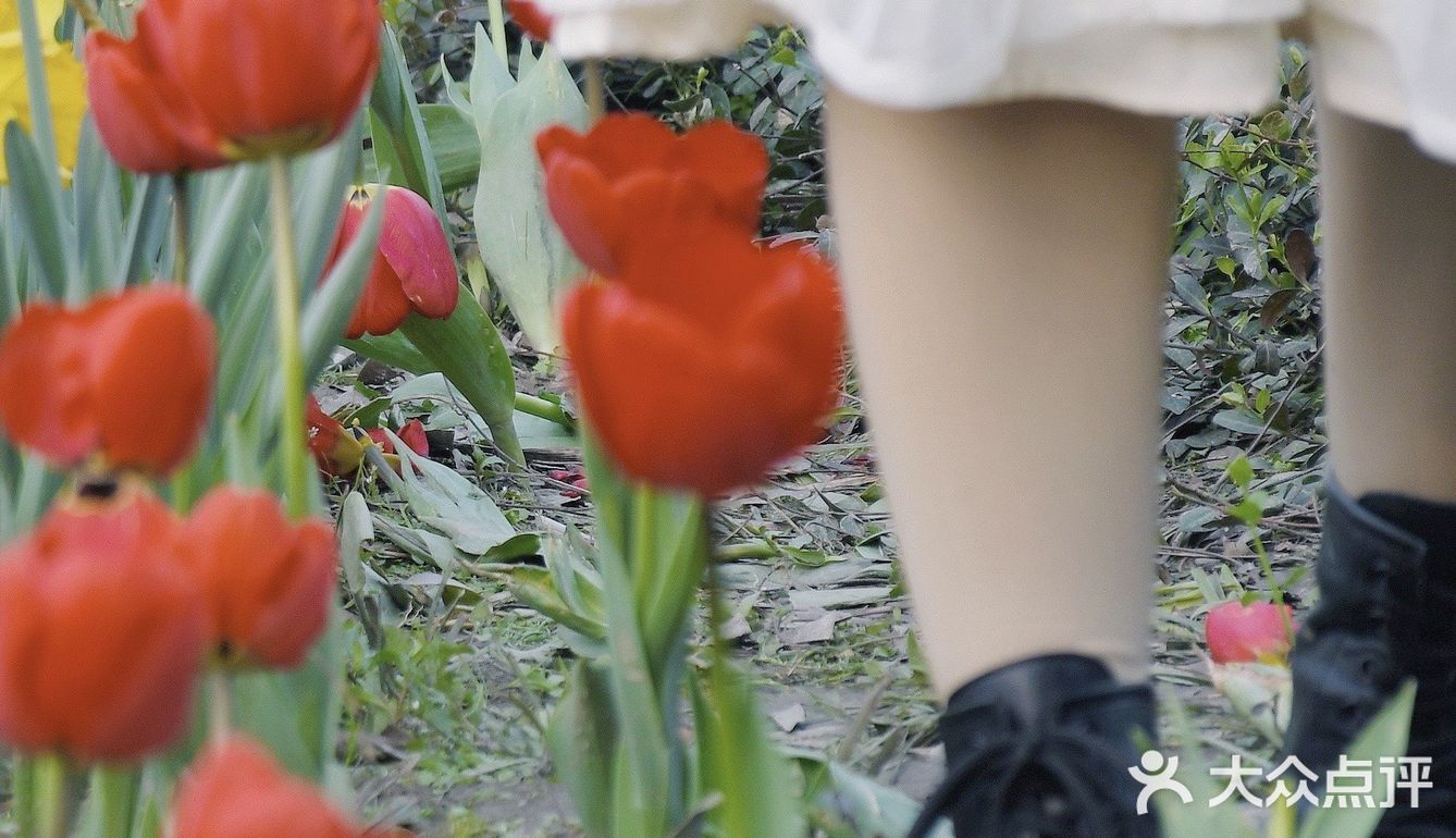 杭州小众赏花地——南江公园