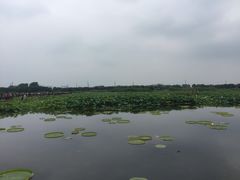 -荷塘月色湿地公园·向阳花洲