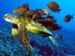 -暹罗海洋世界