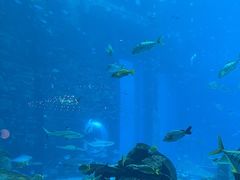-亚特兰蒂斯•OSSIANO奥西亚诺海底餐厅