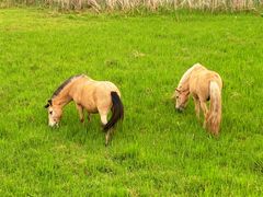 -泸沽湖国家级风景名胜区走婚桥