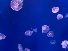 -江和美海洋公园