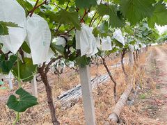 -马陆小张葡萄园农家乐