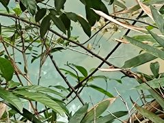 -广州白江湖森林公园