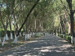 -长白岛森林公园