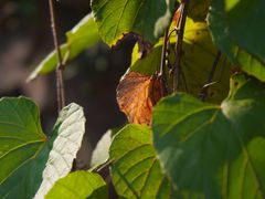 -上海佘山国家森林公园西佘山园