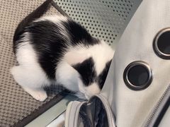 -四月宠物医院·猫专科·心脏专科·内科(转塘店)
