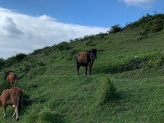 -大姆山草场