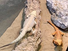 -FAIRYLAND龙族星球主题餐厅(凯丹广场店)