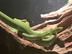 -昆明动物园