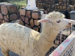 -J Create城市露营咖啡·简餐·宠物(上海动物园店)