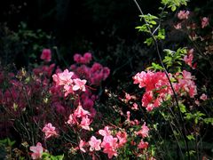 -上海滨江森林公园