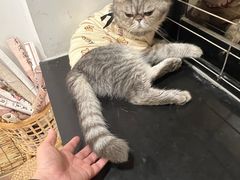 -楼上猫咖(罗湖店)