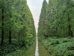 -黄海国家森林公园
