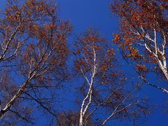 -塞罕坝国家级自然保护区