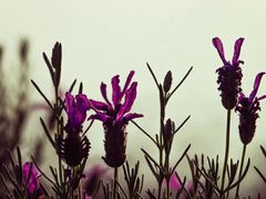 -大塘金香草谷