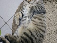 -纳吉亚猫专科动物医院(康都外科中心)