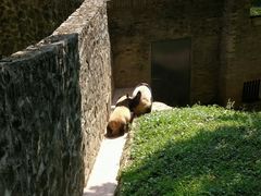 -都江堰中华大熊猫苑