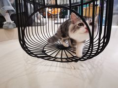-飞行喵MR PILOT|猫舍·猫咖(静安大融城店)