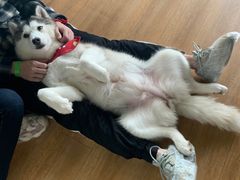 -Husky Go! 哈士奇体验馆·宠物咖啡厅狗咖