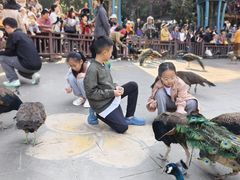 -西双版纳原始森林公园