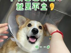 -美联众合动物医院·24h转诊中心
