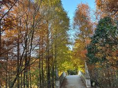 -上海海湾国家森林公园